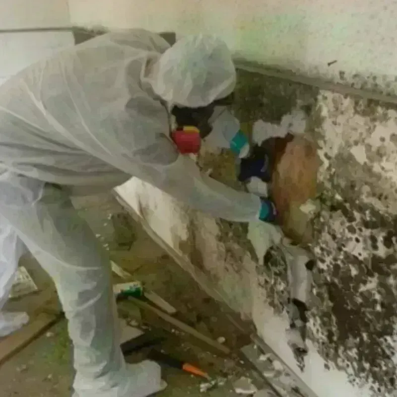 Mold Remediation and Removal in Morristown, VT